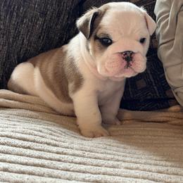 Buzz - Red and white male Bulldog puppy in Fayettville Ar, Arkansas from Ozark Bulldogs