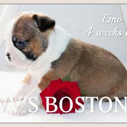 Boy 3-Emo - Seal and white male Boston Terrier puppy in North Central, Vermont from Windy Valley’s Bostons
