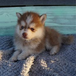 Orbiter - Red and white female Pomsky puppy in Krum, Texas from Paw-Some Pomskies