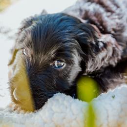 Vader - Black male Goldendoodle puppy in Yucaipa, California from Golden Padawan Puppies