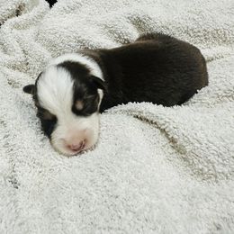 Australian Shepherd and Goldendoodle Puppies from Full House Farm