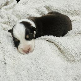 Australian Shepherd and Goldendoodle Puppies from Full House Farm