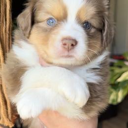 Miniature American Shepherd and Miniature Australian Shepherd Puppies from Whiskeytown Aussies