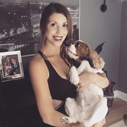 Cavalier King Charles Spaniels from Phoenix Cavaliers - Cavalier King Charles Spaniels