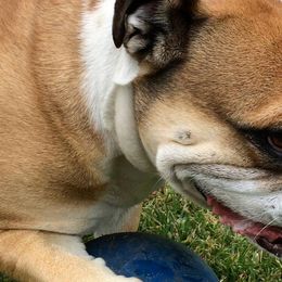 Olde English Bulldogges from Rott N Bull Dog