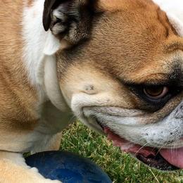 Olde English Bulldogges from Rott N Bull Dog