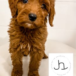 Cavapoo, Cockapoo, and Goldendoodle Puppies from Rocking JH Doodles