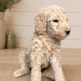 Rosalie - Cream female Goldendoodle puppy in Macclenny, Florida from Baker County Goldendoodles