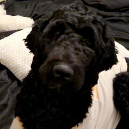 Bella - Goldendoodle