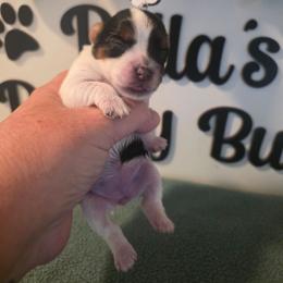 Girl 1 - Parti female Yorkshire Terrier puppy in Clermont, Florida from Bella's Prissy Butts