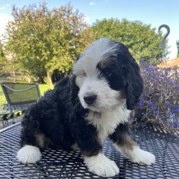Bernedoodle Puppies from Busacker Babies