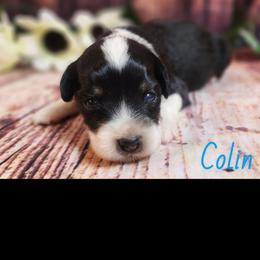 Colin - Black tri male Miniature Australian Shepherd puppy in Macomb, Missouri from Faunus Farms and Aussies