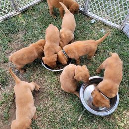 Labrador Retriever Puppies from Blackwoods Labradors