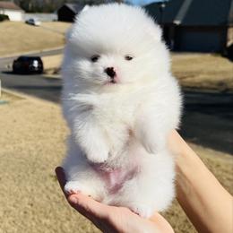 Bruno - White male Pomeranian puppy in Hot Springs, Arkansas from Pomeranian Empire