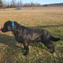 Wyatt - Labrador Retriever