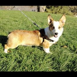 Tori - Pembroke Welsh Corgi