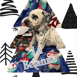 Labefana AKC LUA - White and black female Dalmatian puppy in Las Vegas, Nevada from 101 Dew Dream Valley Dalmatians