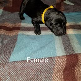Labrador Retriever Puppies from Copper Creek Outfitters and Kennel