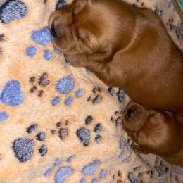 Male - Fauna - Dark golden male Golden Retriever puppy in Yucaipa, California from Blessed Goldens