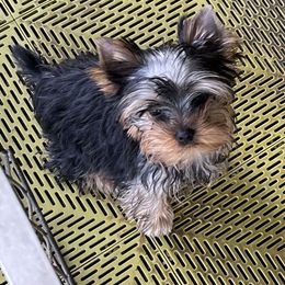 Pink girl - Blue and gold female Yorkshire Terrier puppy in Erda, Utah from Earthmountain Yorkies
