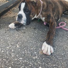 Boxer Puppies from SmashBox Kennel