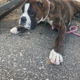 Boxer Puppies from SmashBox Kennel