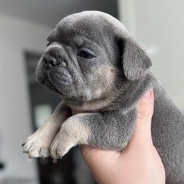 Boy 2 - Blue French Bulldog puppy in Texas from Hou Frenchised