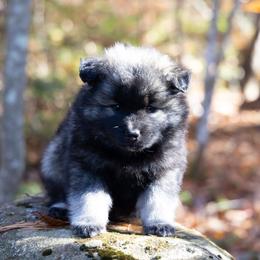 Pomsky Puppies from New World Pomskies
