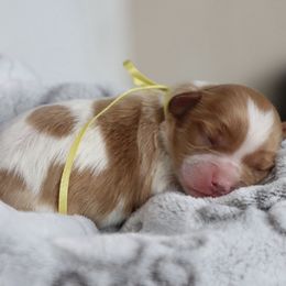 Cavapoo and Saint Bernard Puppies from Horseshoe Drive Kennel