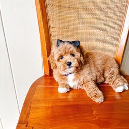 Maple - Apricot female Poodle puppy in Quakertown, Pennsylvania from Miniature Poodle Stud and Pups