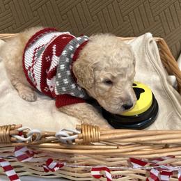 Remy - Apricot male Poodle puppy in Mobile, Alabama from Semmy’s Standard Poodle LLC