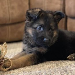 American Corgi and German Shepherd Puppies from Grace Ridge Shepherds and Corgis
