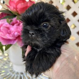 Sissy - Brindle female Shih Tzu puppy in Victorville, California from Precioustzus