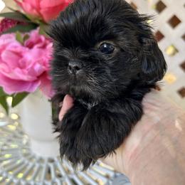 Sissy - Brindle female Shih Tzu puppy in Victorville, California from Precioustzus