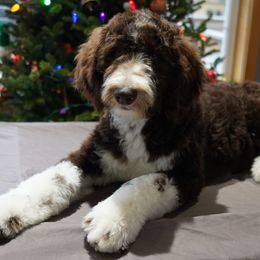 Aussiedoodle Puppies from Vesbach Doodle Valley Farm