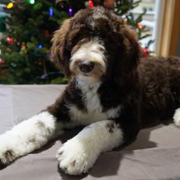 Aussiedoodle Puppies from Vesbach Doodle Valley Farm