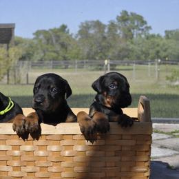 Doberman Pinscher Puppies from Key To My Heart Dobermans