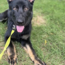 German Shepherd Puppies from Paws Of Germany