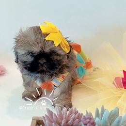 Shih Tzu Puppies from Arizona Sunrise Shih Tzus