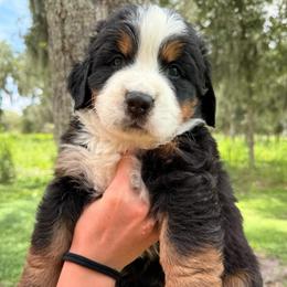 Jessie - Tri-color female Bernese Mountain Dog puppy in Fort Meade, Florida from Baldwin Dood Ranch