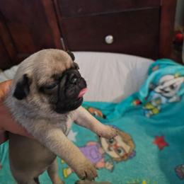 Baby girl - Fawn female Pug puppy in Kodak, Tennessee from My Princess Pugs