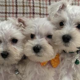 Miniature Schnauzers from I & J Miniature Schnauzers