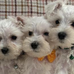 Miniature Schnauzers from I & J Miniature Schnauzers
