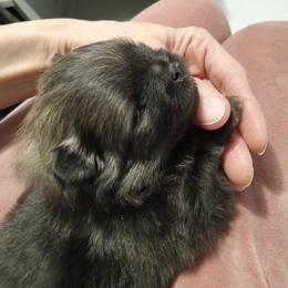 Zorro - Black and tan male Pomeranian puppy in Eureka Springs, Arkansas from Maple Hills Poms