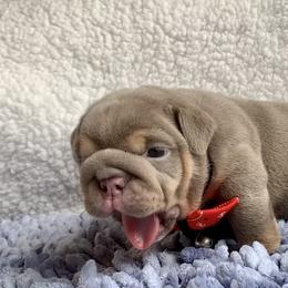 Tina - Lilac tri-color female Bulldog puppy in Bell Gardens, California from Gonzalez bulldogs