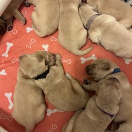 Golden Retrievers and Shih Tzus from Carter Family Retrievers