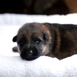 Endi - Black and red female German Shepherd puppy in Youngsville, North Carolina from Di casa Esperanza