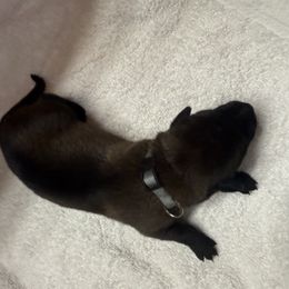 Silver Collar - Female 2 - Fawn sable female Belgian Malinois puppy in Trenton, Georgia from Laeknir K9