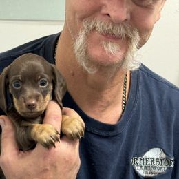 CoCo - Chocolate and tan female Dachshund puppy in Salem, Oregon from Ide's of March Dachshunds