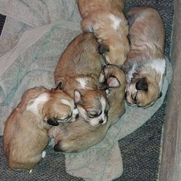 Boy S2 - Golden male Lhasa Apso puppy in Norman, Oklahoma from Steve's Puppies